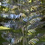 Breeze Through Ferns