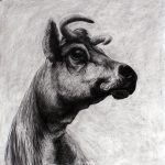 View My Large Scale Cow Drawings