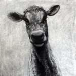 View My Large Scale Cow Drawings