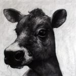 View My Large Scale Cow Drawings