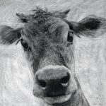 View My Large Scale Cow Drawings