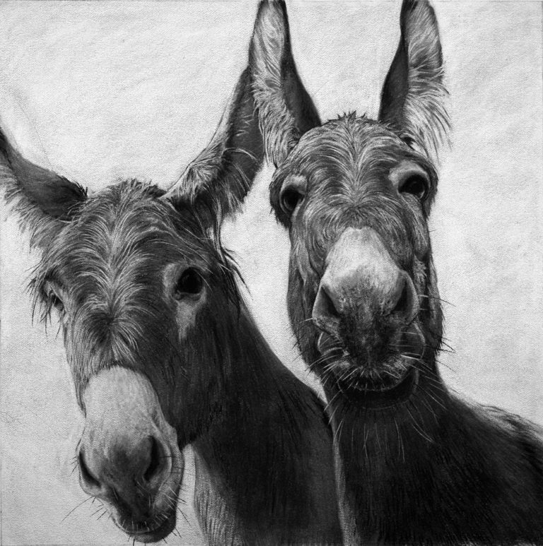 Donkeys