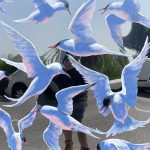 Terns In Flight