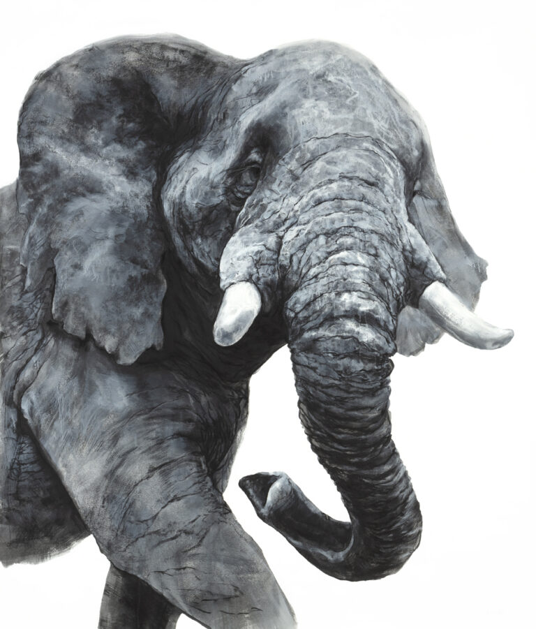 Young Male Elephant (large print)