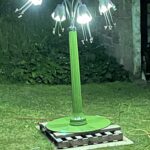 Jersey Lilly for De La salle College