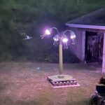 Jersey Lilly for De La salle College