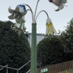 Jersey Lilly for De La salle College