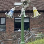 Jersey Lilly for De La salle College