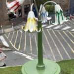 Jersey Lilly for De La salle College